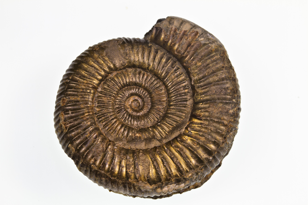 Fossil of an ammonite